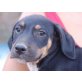 Hansi, Pointer Mix Welpen - Rüde