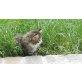 Hansl, Perser - Hauskatze - Kater