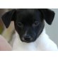 Hanuta, Jack Russel u. ???? - Hündin