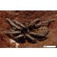 Haplopelma albostriatum - weiblich