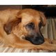 Happy 4, Retriever-Spaniel-Mischling - Hündin