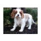 Happy, Cavalier King Charles Spaniel Welpen - Rüde