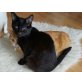 Happy, EKH - Katze