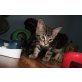 Happy Girl - Maine Coon Kitten, Maine Coon - Katze
