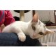 Happy, Hauskatze - Kater