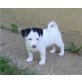 Happy, Jack-Russell-Terrier Welpen - Hündin