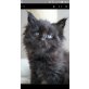 Happy, Maine Coon - Katze