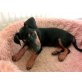 Happy, Pinscher-mix - Hündin