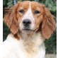Happy, Setter-Mix - Hündin