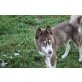 Happy, Siberian Husky - Hündin