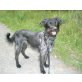 Happy, Spiel, Spass u. Spannung gesucht - Hündin