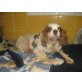 HappyMami, Pflegestelle Wien, hat viel aufzuholen - Cavaliere King Charles - Hündin