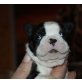 Haribo / Hui Buh, Boston Terrier Welpen - Rüde