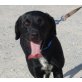 Haribo, Labrador-Retriever Mix - Rüde