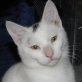 Haris, verschmuster - Kater