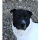 Harley, Border Collie Sharpei Mix - Rüde