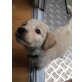 Harley, Golden Retriever Welpen - Rüde