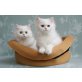 Harold und Heston, Chinchilla-Perser - Kater