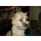 Harriet & Henny, Cairn-Terrier - Hündin