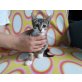 Harriet, Mischling - Katze