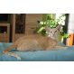 Harriet, Orientalische Kurzhaar - Katze