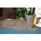 Harriet, Orientalische Kurzhaar - Katze