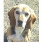 Harro, Beagle-Mischling - Rüde