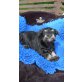 Harry-Bo, Zwergschnauzer Welpen - Rüde