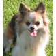 Harry, Chihuahua langhaariger Schlag - Rüde