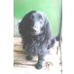 Harry, Cocker-Dackel-Mix - Rüde