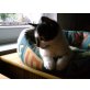 Harry, EKH - Kater