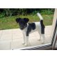 Harry, Foxterrier - Rüde