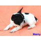Harry, Französische Bulldogge Welpen - Rüde