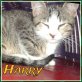 Harry, Heli und Petzi 3 lustige Gesellen, TSV - SOS Katze - Kater