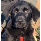 Harry, Labrador Mix Welpen - Rüde