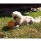 Harry, Pekinese - Rüde