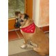 Harry, lieber,kleiner Familienhund - Rüde