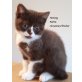 Harvay, Britisch Kurzhaarkatze - Kater