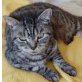 Harvey, Britisch Kurzhaarkatze - Kater