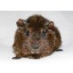 Harvey u.s.w, Rosette u.Crested - männlich