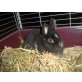 Hasel, Mix - weiblich