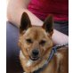 Hatchi, Pomeranian Mix - Rüde
