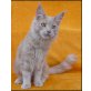 Hatschipuh, Maine Coon - Kater