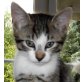 Haukatze - Kater