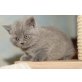 Haumiblau, Britisch Kurzhaarkatze - Kater