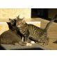 Haus-Rassekatze - Kater