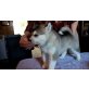 Haus gezüchtete Alaskan Malamute Welpen, Alaskan Malamute - Rüde