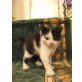Haus- und Hofkatze - Kater