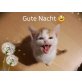 Hauskätzchen - Kater