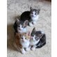 Hauskätzchen - Kater